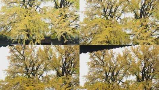 扬州史公祠百年银杏树金黄色落叶高清在线视频素材下载