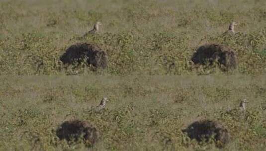 鬣狗在草丛中行走高清在线视频素材下载