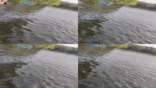 水草漂浮在湖水上高清在线视频素材下载