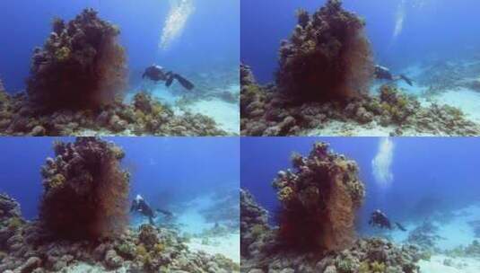 水下海底潜水高清在线视频素材下载