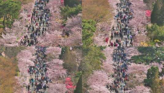 青岛中山公园樱花航拍高清在线视频素材下载