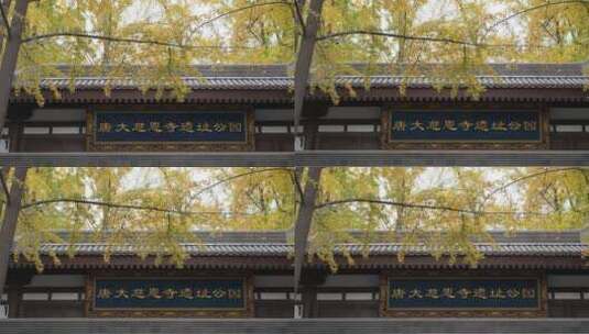 大慈恩寺遗址公园金黄的银杏叶高清在线视频素材下载