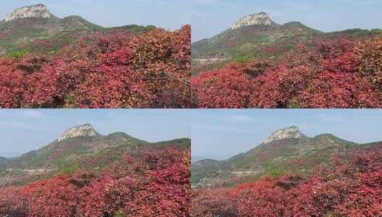 济南红叶谷景区，红叶满山迎来最佳观赏高清在线视频素材下载