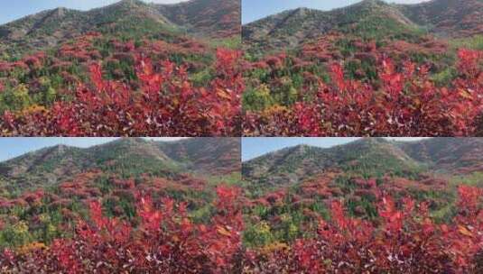 济南捎近村，秋天满山红叶成近郊游高清在线视频素材下载