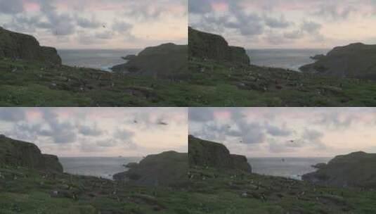 长焦拍摄大西洋海雀高清在线视频素材下载