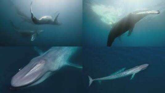 海洋鲸鱼高清在线视频素材下载