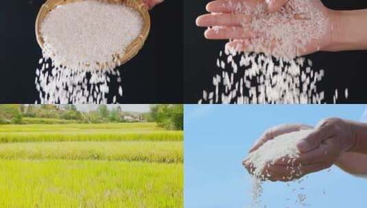 稻田大米高清在线视频素材下载