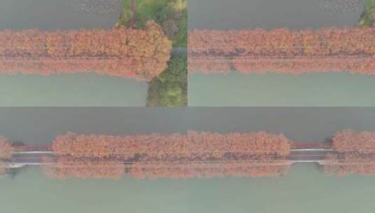 湖北武汉东湖风景区秋季风光高清在线视频素材下载