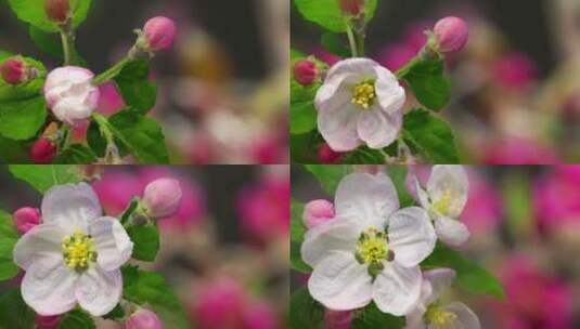 盛开的桃花绽放开花花开延时高清在线视频素材下载