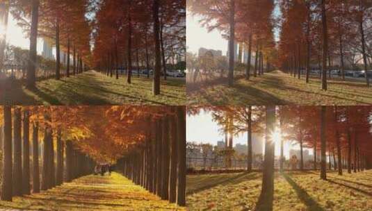 秋天的杉树林高清在线视频素材下载