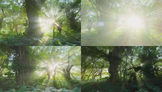 光线阳光穿过森林树林树荫丁达尔效应高清在线视频素材下载