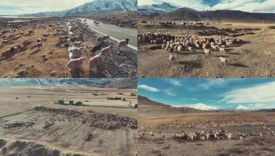 草原羊群奔腾高清在线视频素材下载