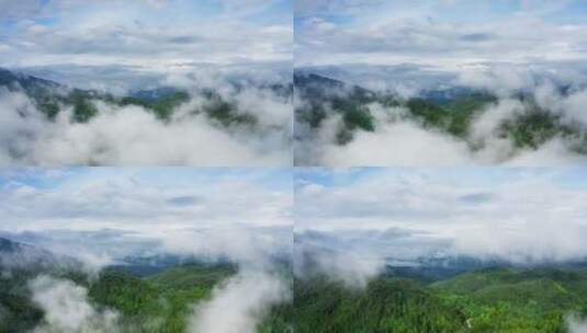 云雾下的绿色森林高清在线视频素材下载