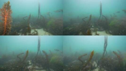 海底海草鱼类海洋生物高清在线视频素材下载