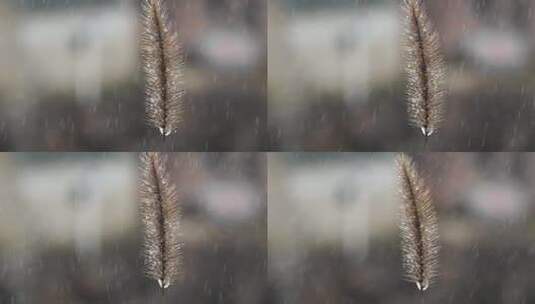 雨水洒在狗尾巴草上4K实拍高清在线视频素材下载