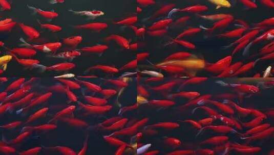 清澈的池塘里五颜六色的锦鲤游动高清在线视频素材下载