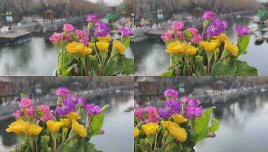 济南三月春天，护城河黑虎泉解放阁地标鲜花高清在线视频素材下载