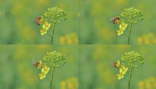 油菜花蜜蜂采蜜高清在线视频素材下载