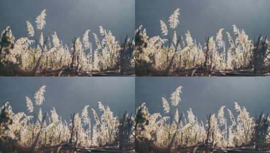夕阳下的芦苇实拍视频5高清在线视频素材下载