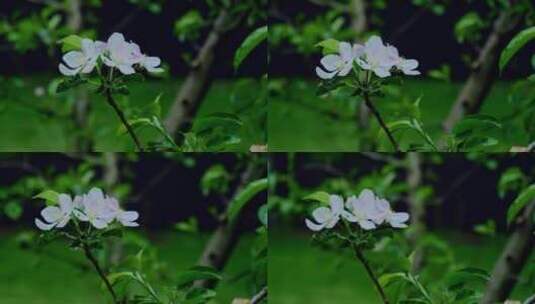 盛开的灌木花高清在线视频素材下载