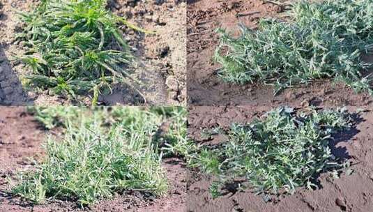 农田里生长的绿色植物高清在线视频素材下载