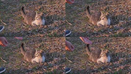 愤怒的猫嘶嘶作响，对男人露出牙齿。怀孕的流浪猫保护免受捕手的伤害高清在线视频素材下载