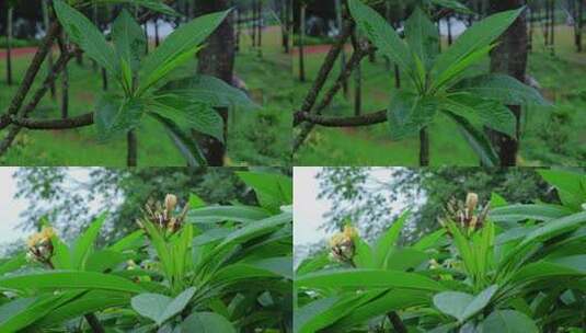 雨中鸡蛋花高清在线视频素材下载