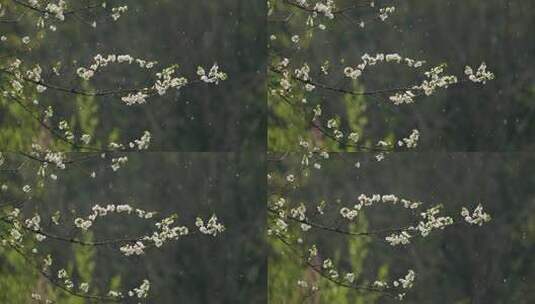 春雨中的梨花高清在线视频素材下载