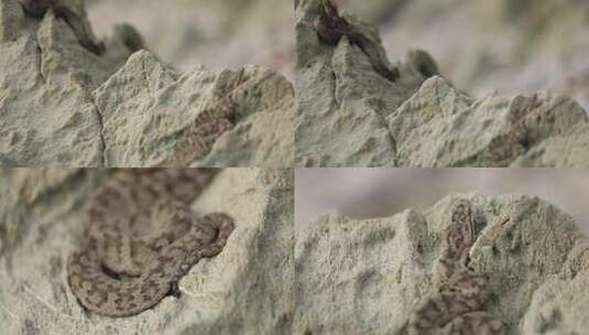 h蝮蛇趴伏在岩石上03高清在线视频素材下载