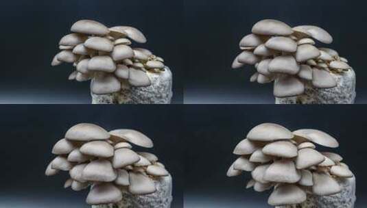 灰平菇在菌菇种植包上生长成熟特写延时高清在线视频素材下载