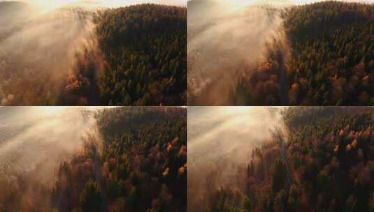 茂密的森林朝阳朝霞日出云雾缭绕高清在线视频素材下载