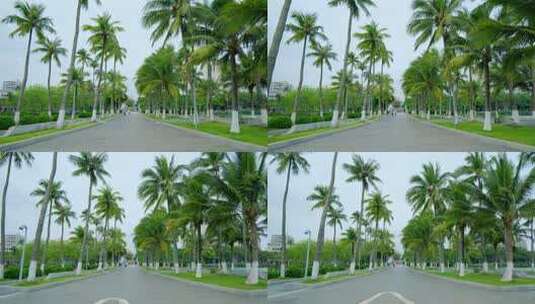 海南 椰树 椰子树 椰林高清在线视频素材下载
