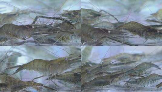 对虾养殖高清在线视频素材下载