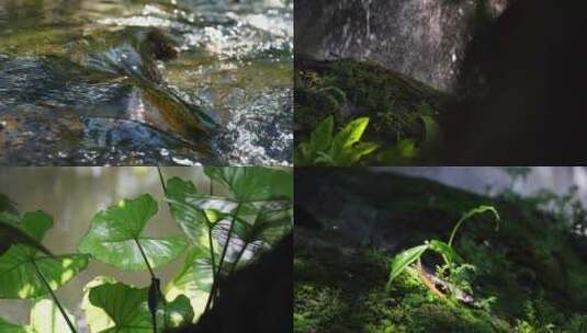 小溪雨林植物大自然生态【商用需买企业授权高清在线视频素材下载