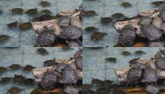 泳池里的水龟高清在线视频素材下载