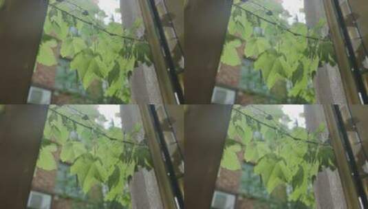植物藤蔓空镜高清在线视频素材下载