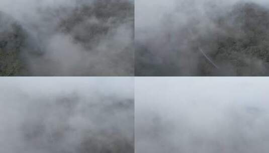 迷雾缭绕的森林高清在线视频素材下载