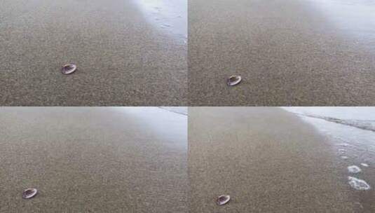 海滩 看海 沙滩 海浪 浪花 贝壳高清在线视频素材下载
