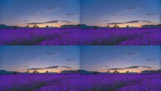 【延时】夕阳余晖中的紫色马鞭草花海高清在线视频素材下载