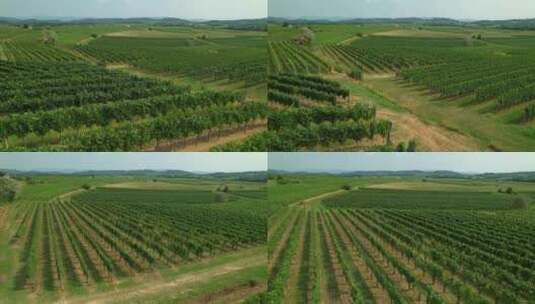 葡萄种植庄园无人机航拍高清在线视频素材下载