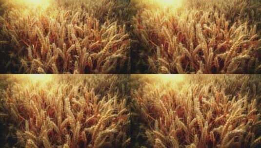 8K乡村傍晚金色的麦田麦子丰收高清在线视频素材下载