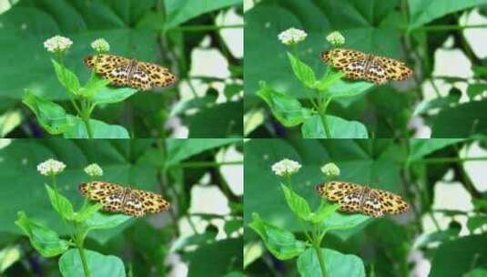 蝴蝶 花蝴蝶 花朵采蜜高清在线视频素材下载