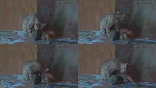 一只母猫正在母乳喂养小猫高清在线视频素材下载