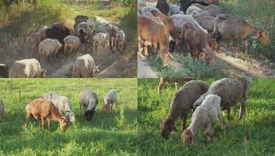 农村吃草的羊群高清在线视频素材下载