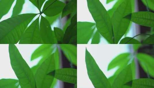 绿叶 绿色植物高清在线视频素材下载