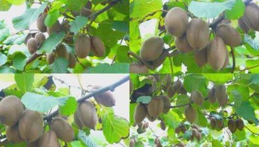翠香猕猴桃种植基地高清在线视频素材下载