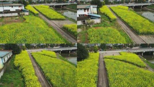 航拍乡村油菜花田高清在线视频素材下载