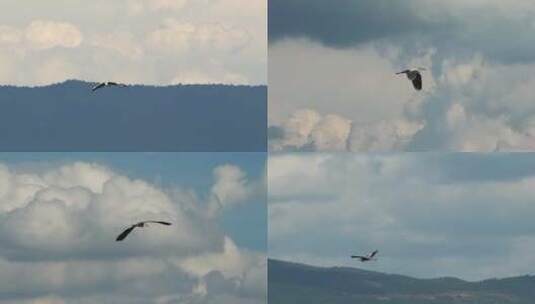 大理洱海的水鸟翱翔天际高清在线视频素材下载