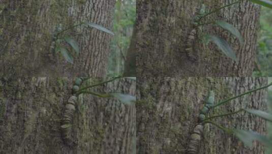 云南普洱树上的寄生植物高清在线视频素材下载
