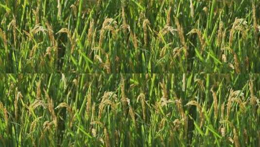 成熟的水稻稻穗随风飘摇高清在线视频素材下载